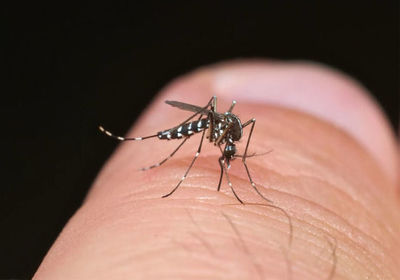 Dengue em Cachoeiro: 460 casos so registrados nos primeiros meses do ano