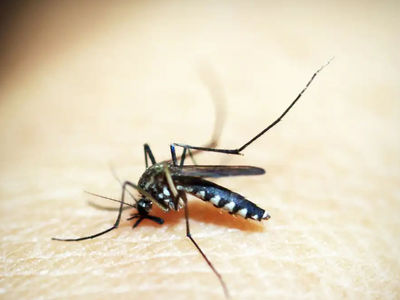 Cidade do Rio confirma primeira morte por dengue de 2024