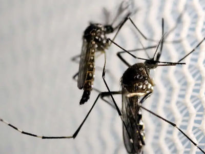 Quase 4 bilhes de pessoas correm risco de infeco pelo Aedes