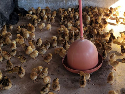 Fazenda da Santa Casa Cachoeiro recebe doao de 400 novas galinhas  - Foto Divulgao/Santa Casa-Cachoeiro
