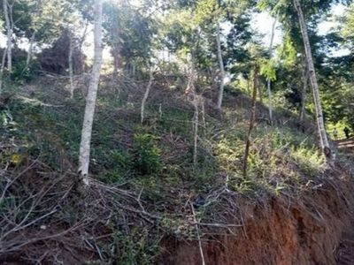 Desmatamento de 2,4 hectares de vegetao  constatado no Sul do ES